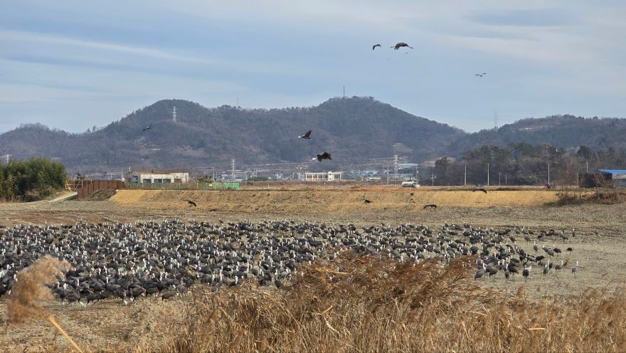 2 순천만 갈대숲 탐방로 인근 농경지 복원지에 흑두루미 2,200마리가 들어와 먹이활동을 하고 있다.jpg