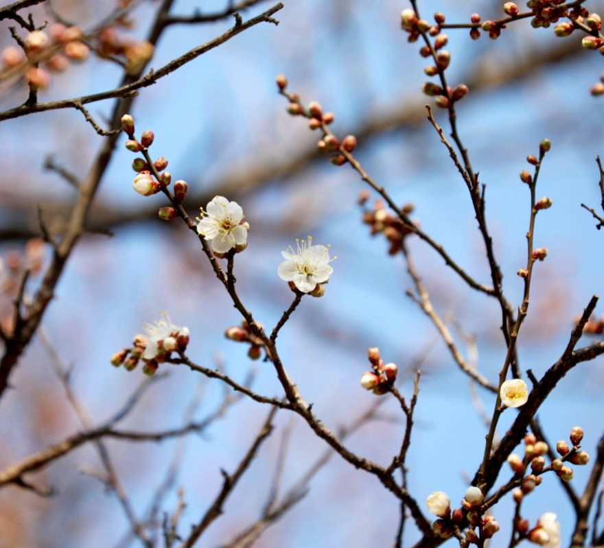2. 광양시 봄의 신호탄 톡톡... 소학정 매화 전국 첫 개화 - 관광과(매화).jpg