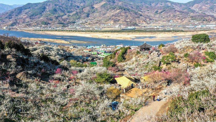4 제25회 광양매화축제 한국관광 100선 광양매화마을 탐방 이벤트 운영 관광과(매화마을전경).jpg